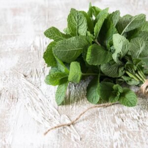 Fresh Mint Bunch Premium Quality Fresh Green Mint Leaves Pudina Fresh Herbs Mint Bunch for Cooking Aromatic Fresh Mint Leaves